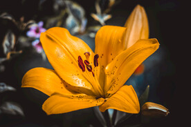 鲜花