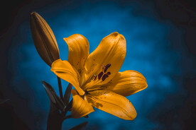 鲜花