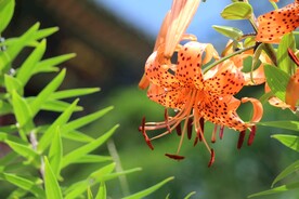 鲜花
