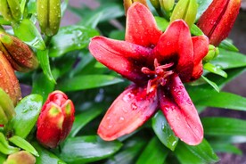 鲜花