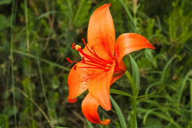 鲜花