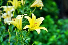 鲜花