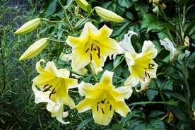 鲜花