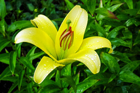 鲜花