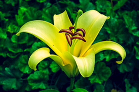 鲜花