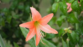 鲜花