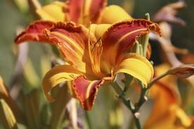 鲜花