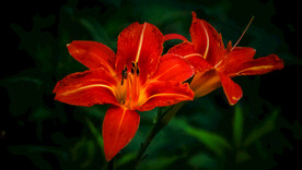 鲜花