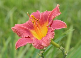 鲜花