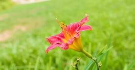 鲜花