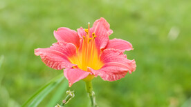 鲜花