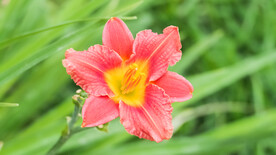 鲜花