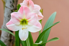 鲜花