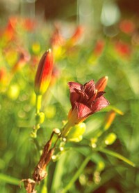 鲜花