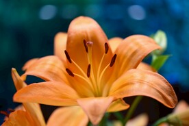 鲜花