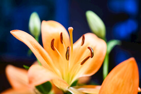 鲜花