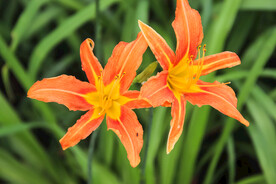 鲜花