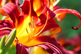 鲜花