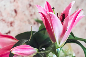 鲜花