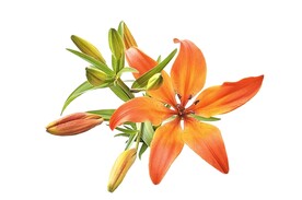 鲜花