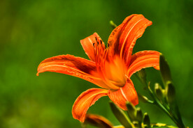 鲜花