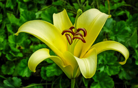 鲜花