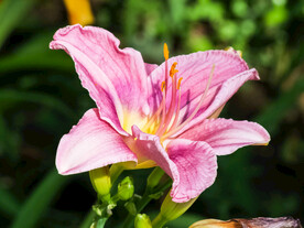 鲜花