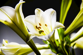 鲜花