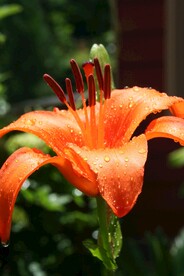 鲜花
