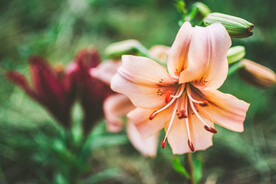 鲜花