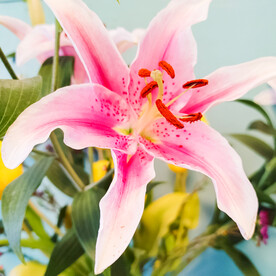鲜花