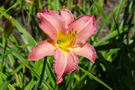 鲜花