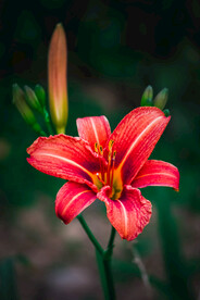 鲜花