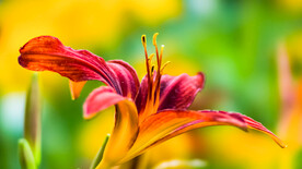 鲜花