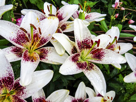 鲜花