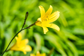 鲜花