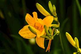 鲜花