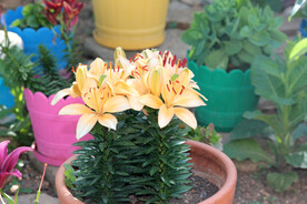 鲜花