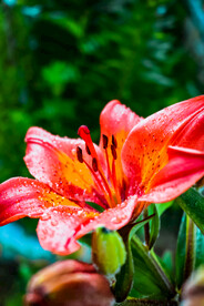 鲜花