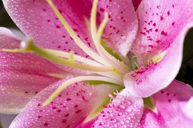 鲜花