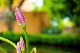 鲜花