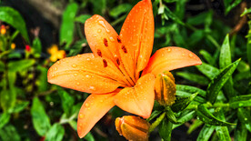 鲜花
