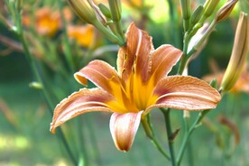 鲜花