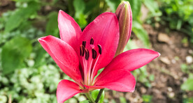 鲜花