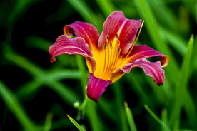 鲜花