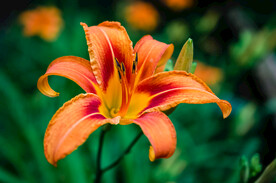鲜花