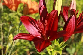 鲜花