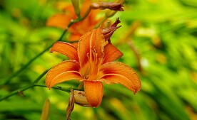 鲜花