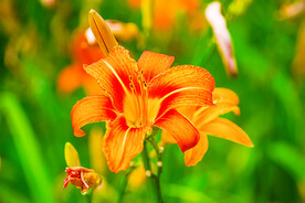 鲜花