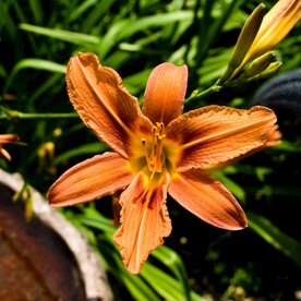 鲜花